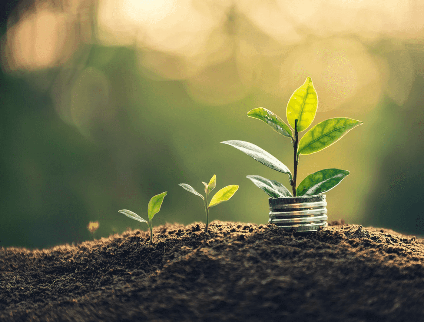 Sustainability Image